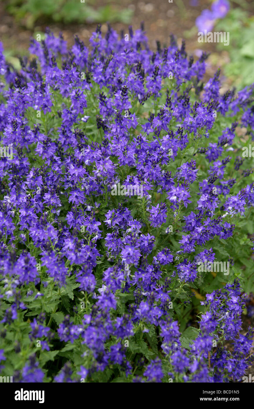 Large Speedwell, Veronica teucrium 'True Blue', Plantaginaceae Stock Photo