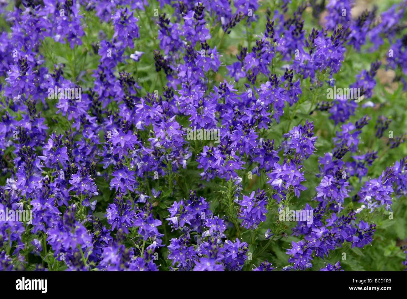 Large Speedwell, Veronica teucrium 'True Blue', Plantaginaceae (Scrophulariaceae). Stock Photo