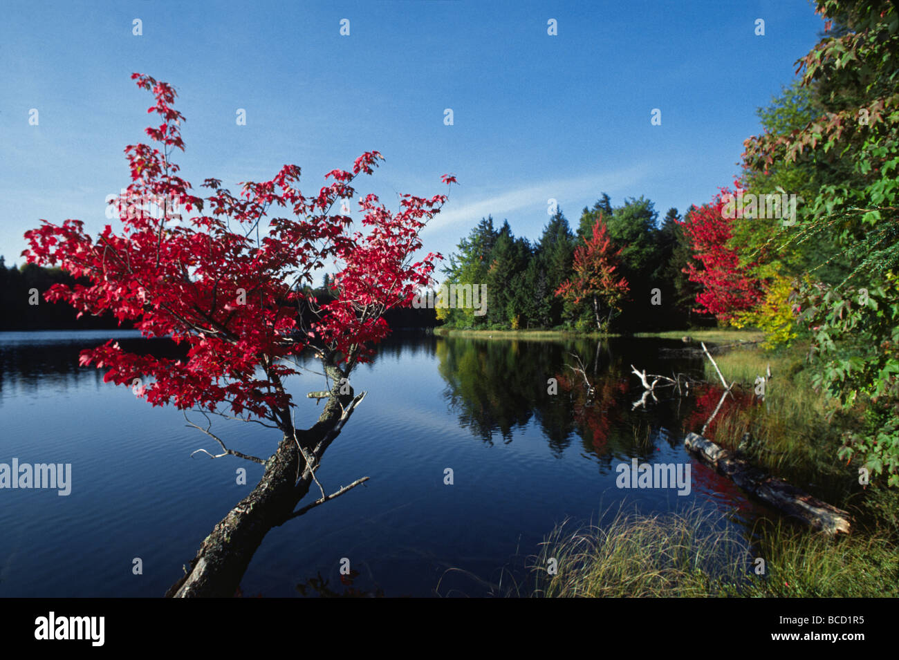 Coniferous forest new england hi-res stock photography and images - Alamy