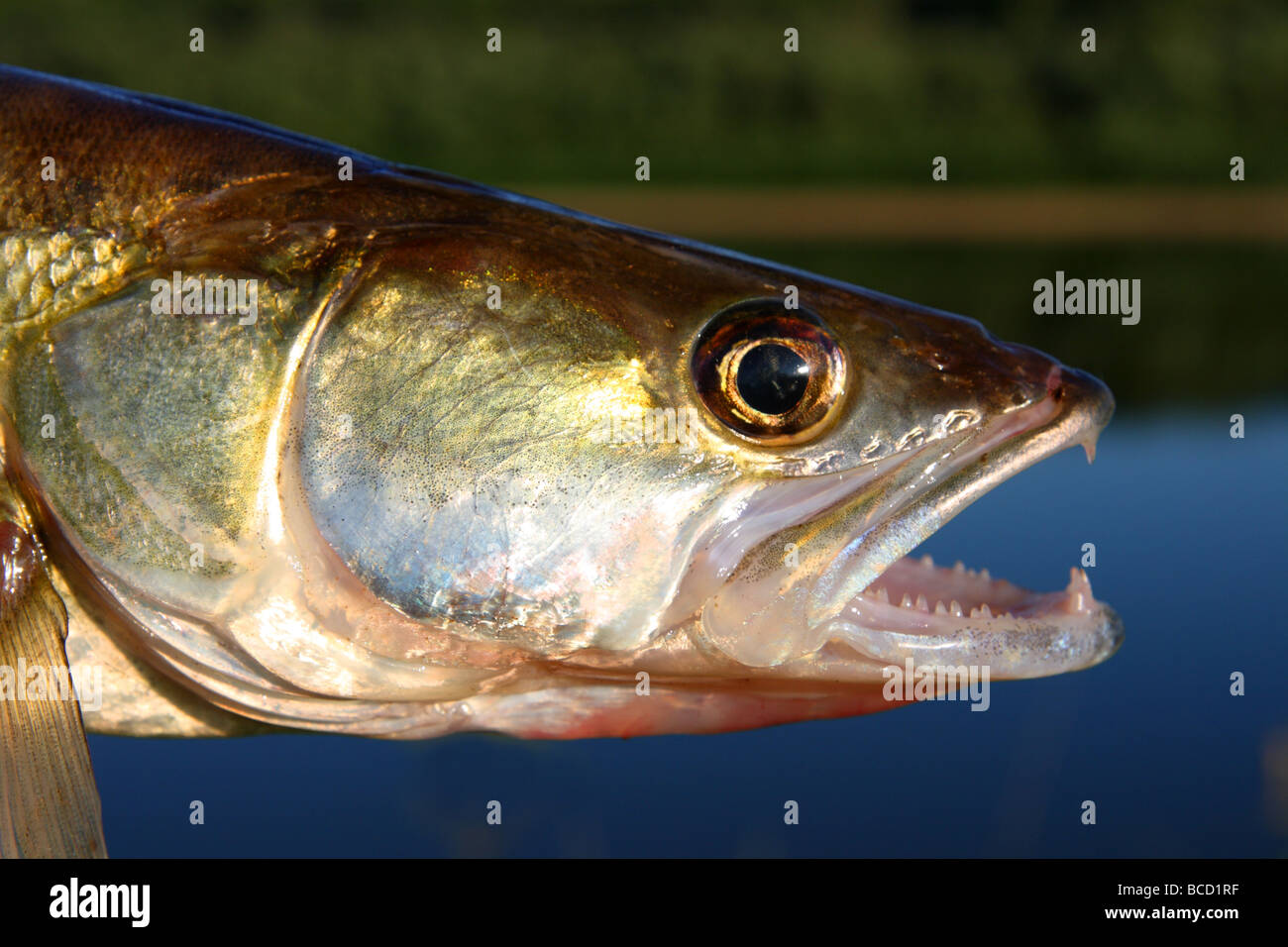 zander fish head with open mouth close up Stock Photo