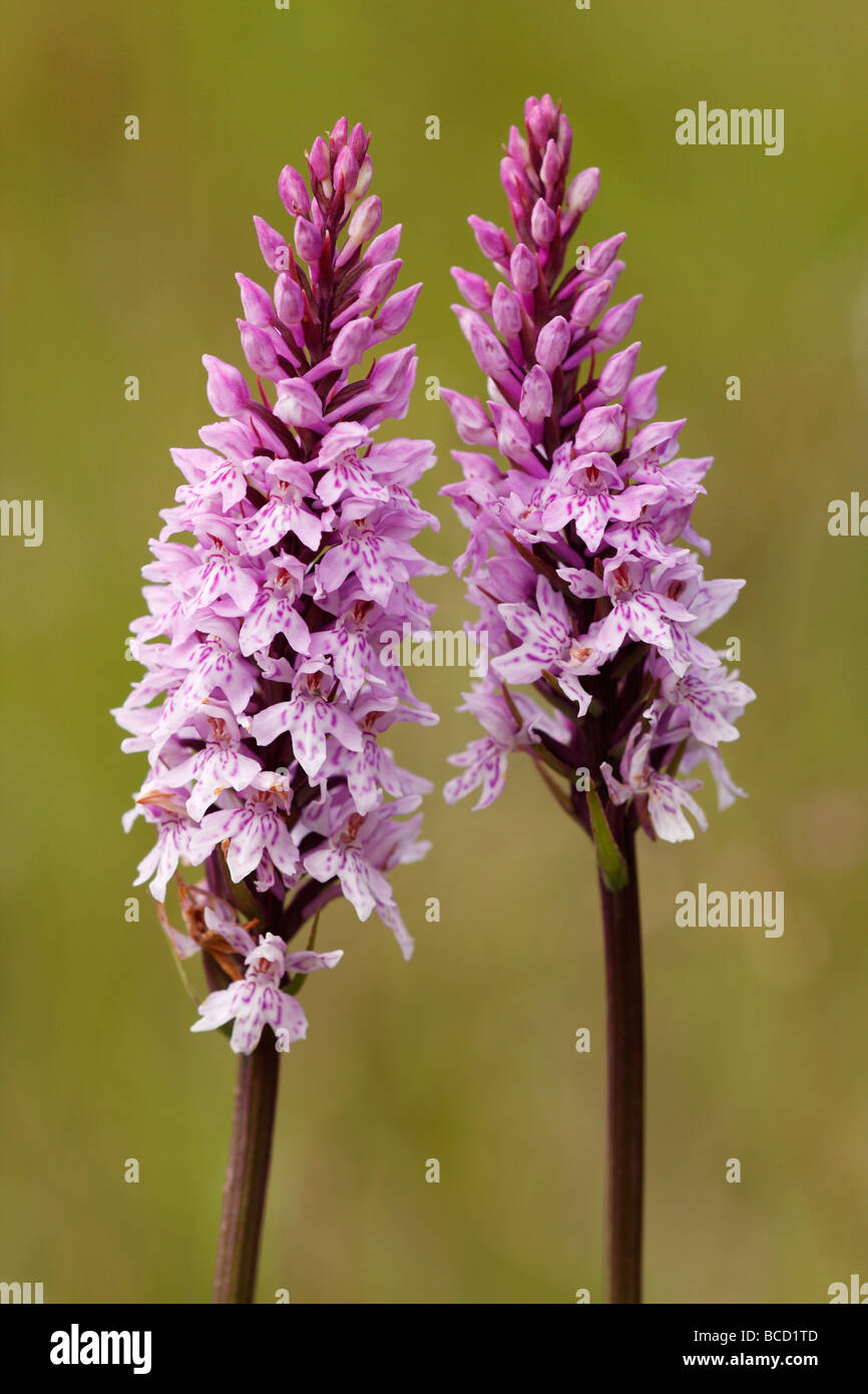 [Common Spotted Orchids], [Dactylorhiza fuchsii], UK Stock Photo
