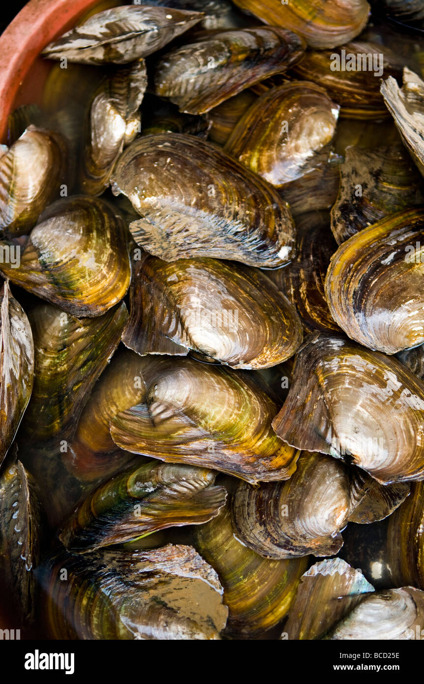 Fresh clams sold in the Chinese markets Stock Photo