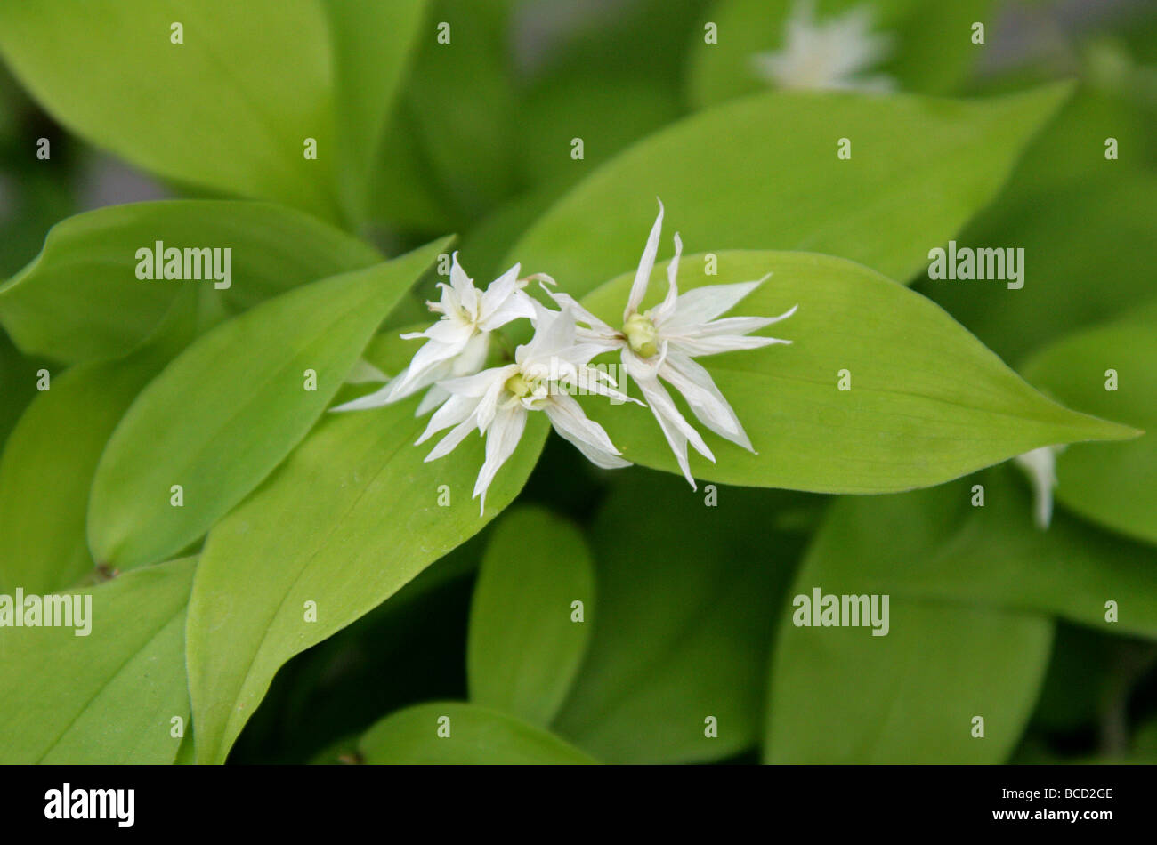 Fairybells, Disporum Flore-pleno aka Disporum smilacinum, Colchicaceae, Eastern Asia. Stock Photo