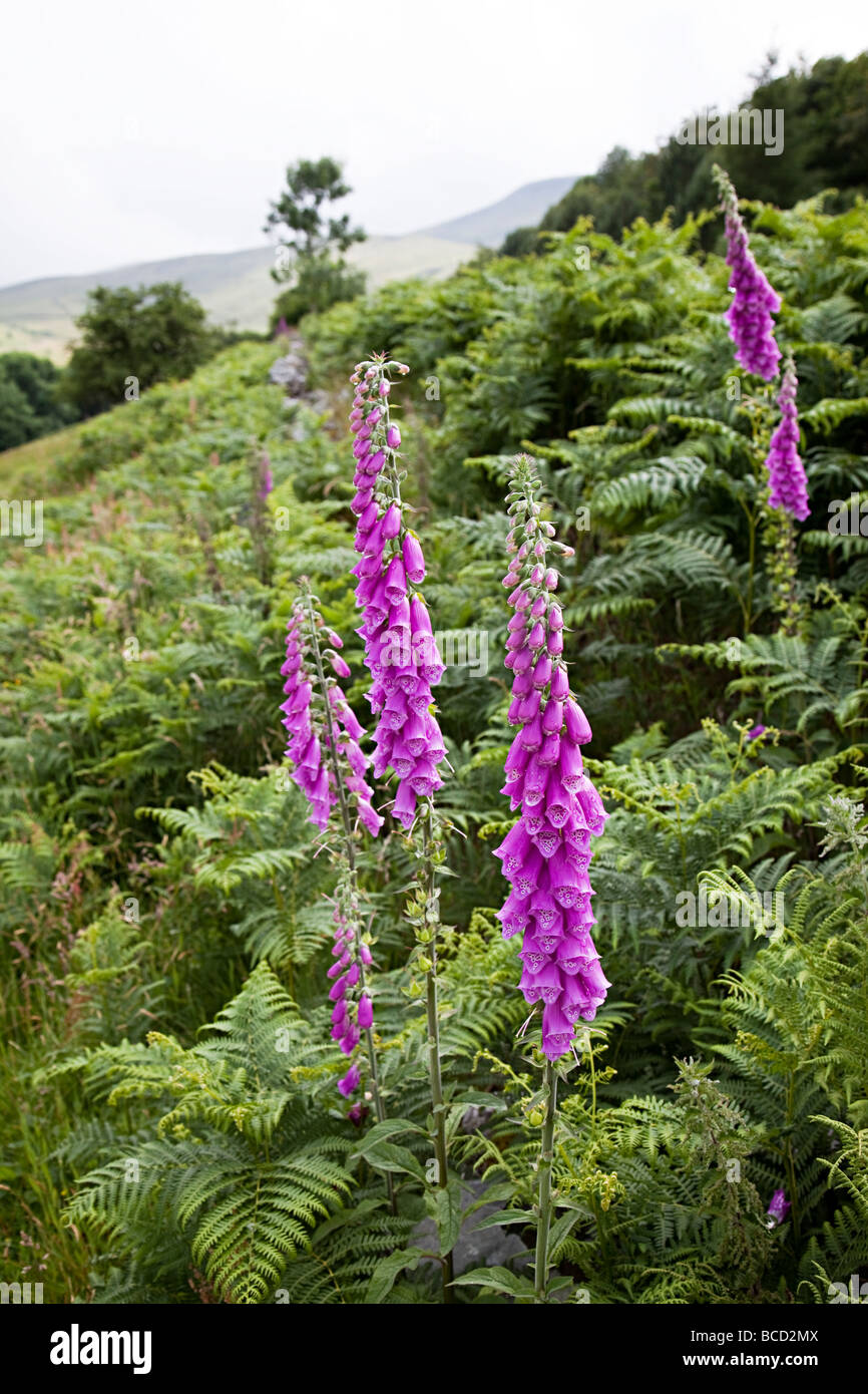 Foxgloves Digitalis purpurea in Glyn Tarell valley Brecon Beacons national park Wales UK Stock Photo