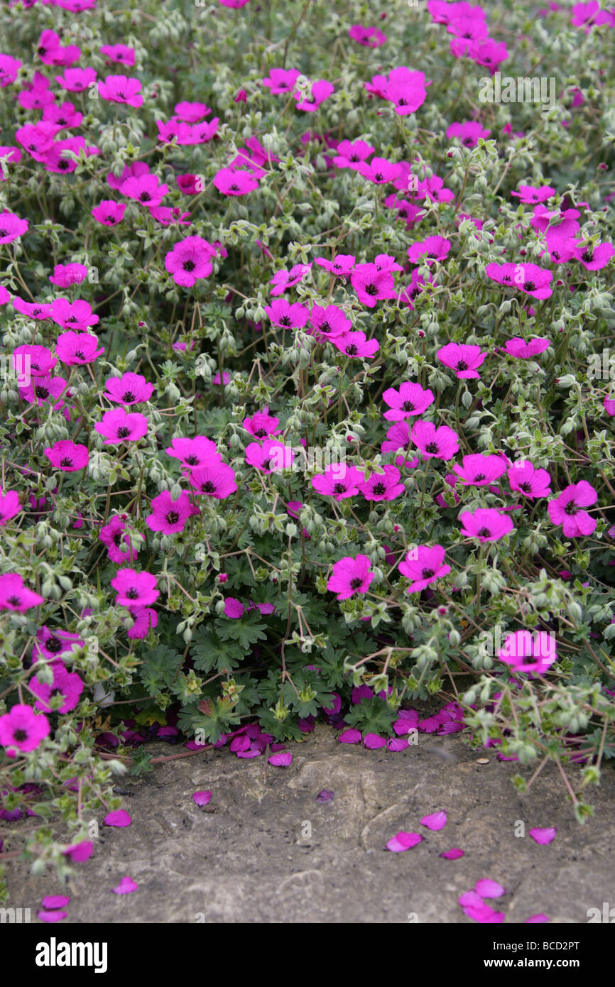 Ashy Cranesbill, Geranium cinereum subsp subcaulescens, Geraniaceae, South East Europe Stock Photo