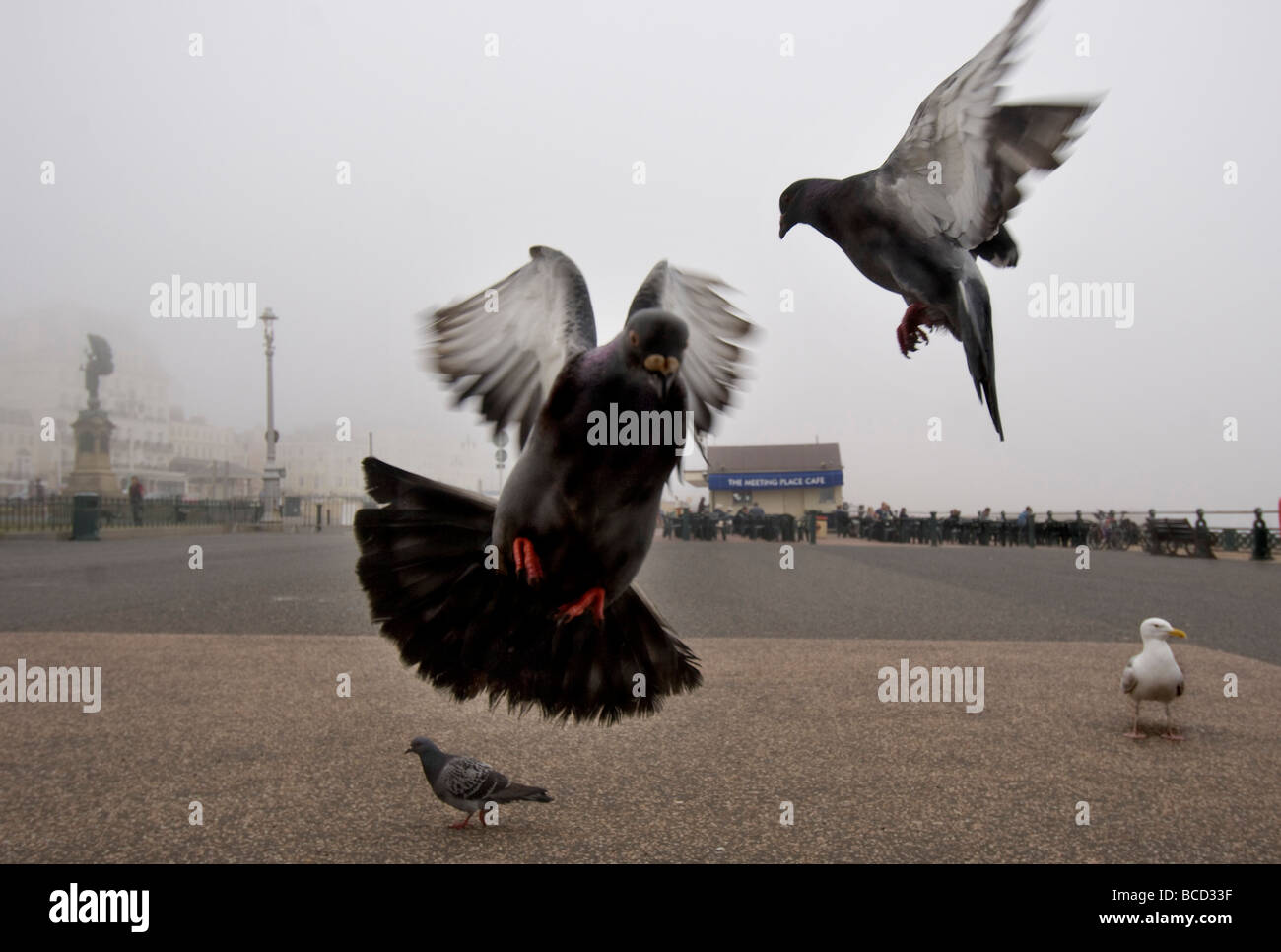 Pigeons and a gull on the seafront of the city of Brighton and Hove, Sussex Stock Photo
