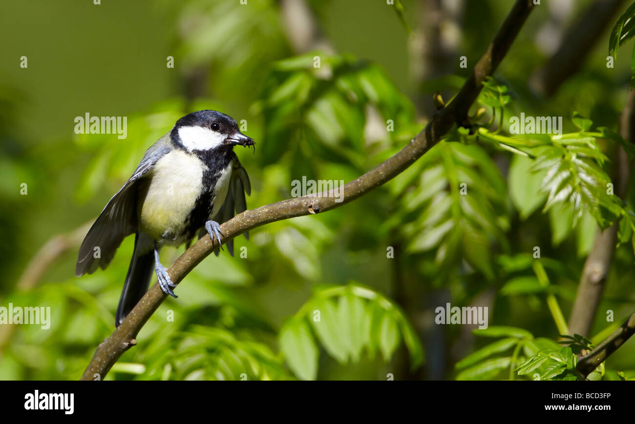 Adult Great Tit carrying food for its young (Parus major) Stock Photo
