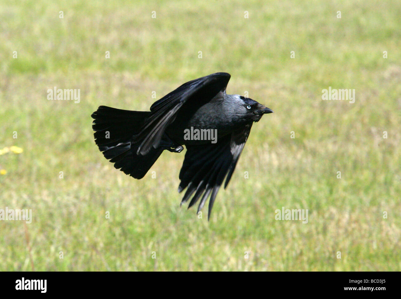 Jackdaw, Corvus monedula, Corvidae. Stock Photo