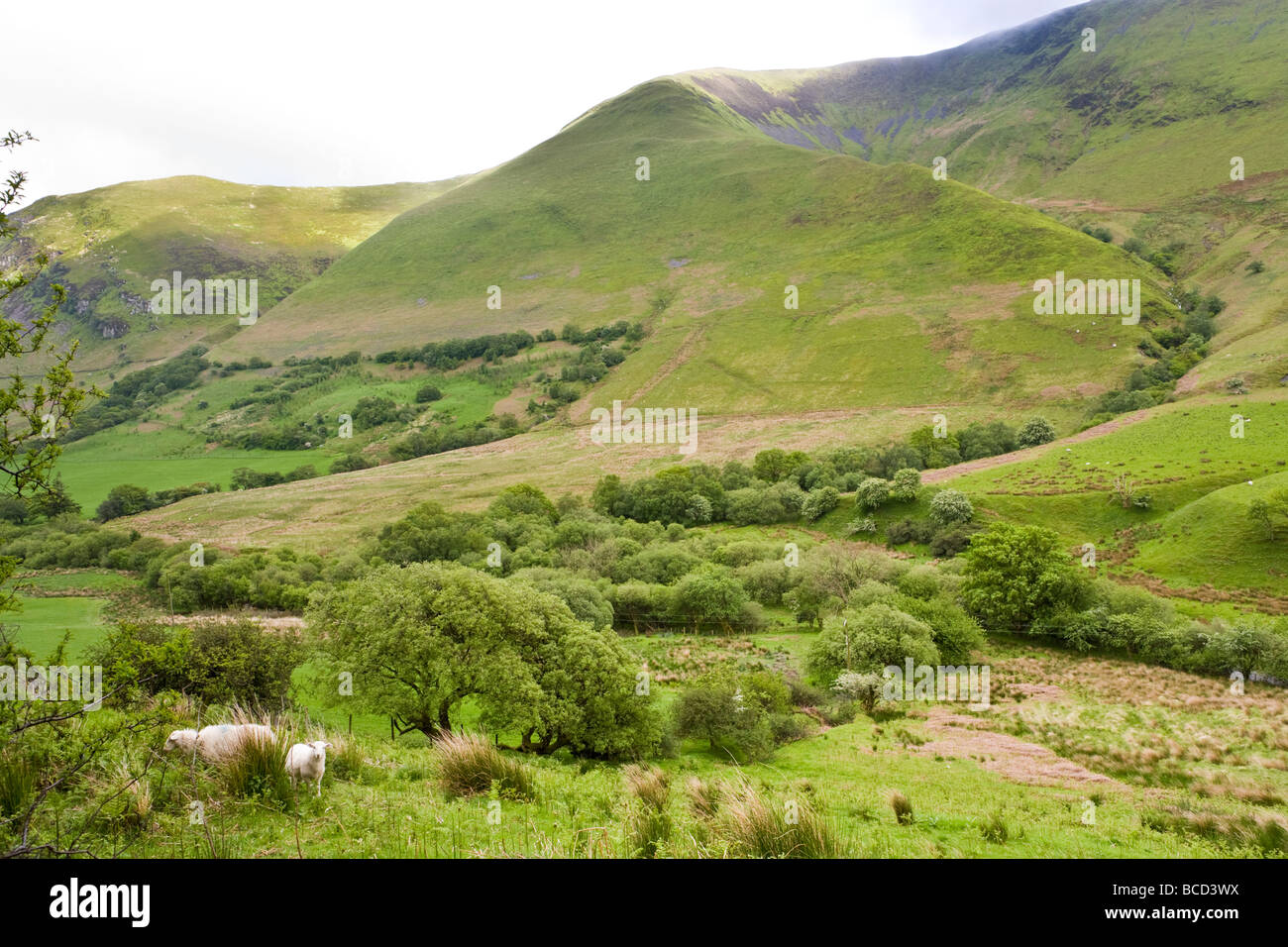 Looking towards Cadair Idris from the A470, east of Dolgellau, Gwynedd, Wales Stock Photo