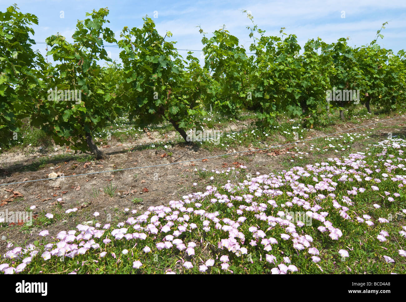Field bindweed hi-res stock photography and images - Alamy
