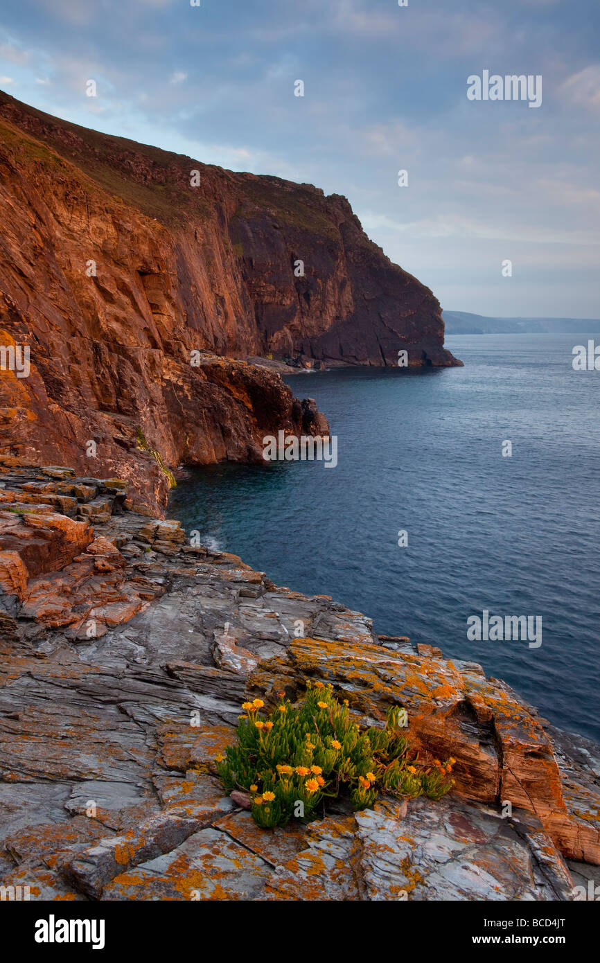 St.Agnes Head with Golden Samphire in the foreground. Stock Photo