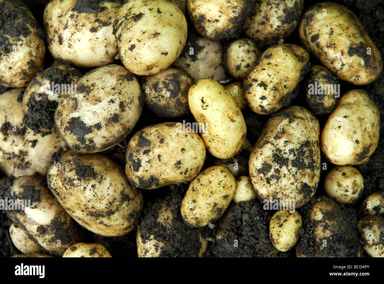 Early potatoes hi-res stock photography and images - Alamy