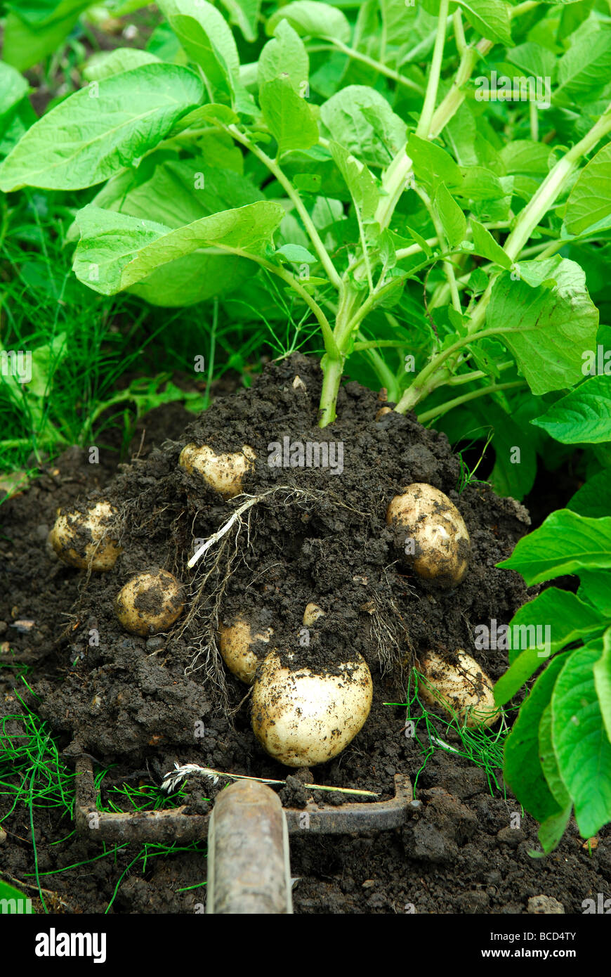 Harvesting potatoes first early hires stock photography and images Alamy