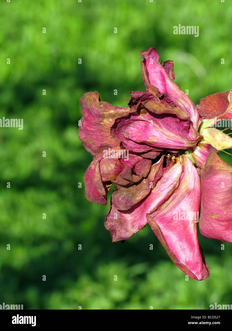 one single wilting red rose in garden Stock Photo Alamy