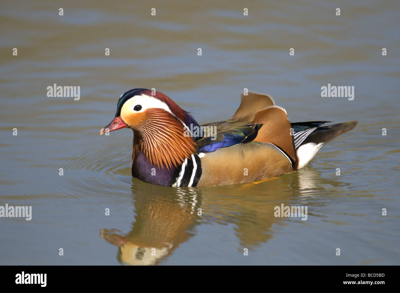 MANDARIN DUCK MALE AIX GALERICULATA SWIMMING IN WATER ARUNDEL WEST ...