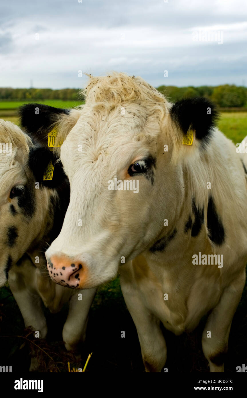 young cattle in a field Stock Photo Alamy