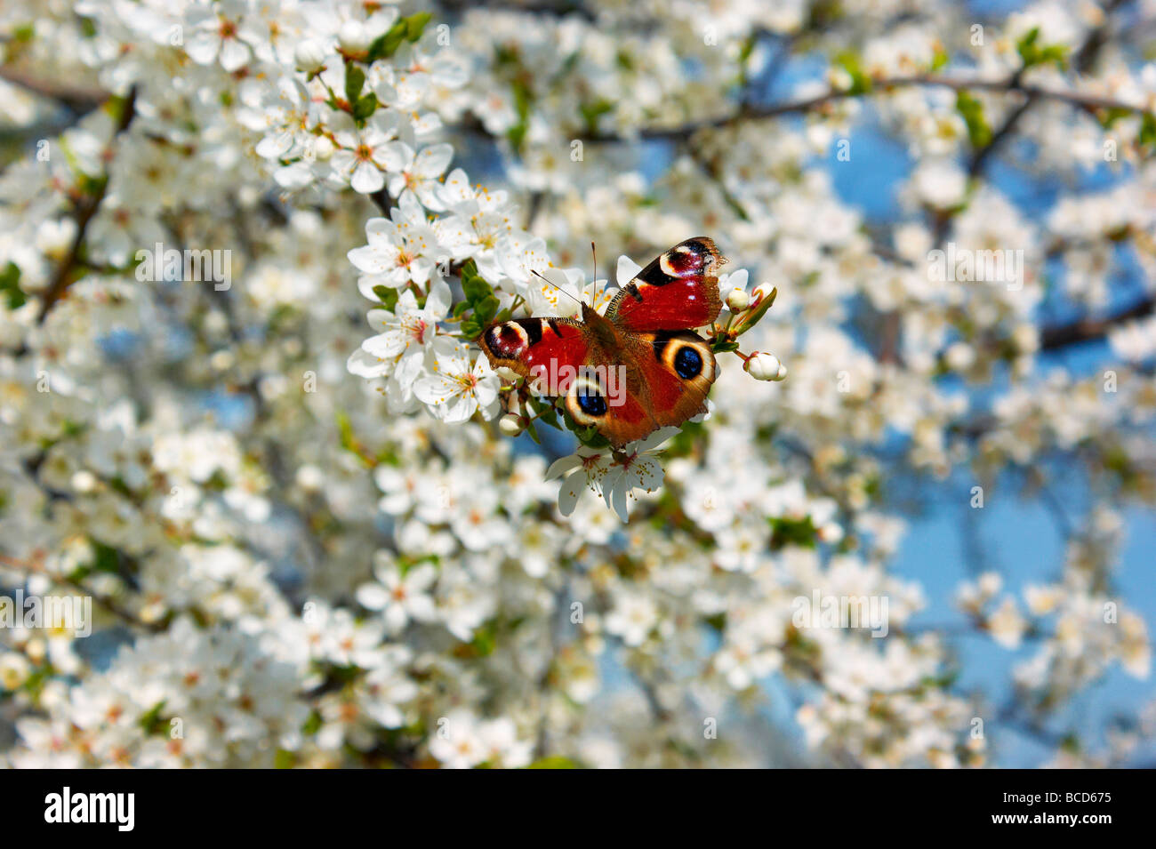 Butterfly in nature hi-res stock photography and images - Alamy