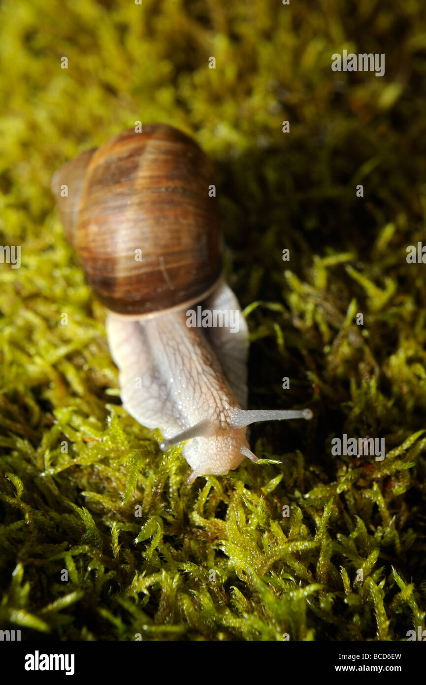 Snail Snails on moss Stock Photo Alamy