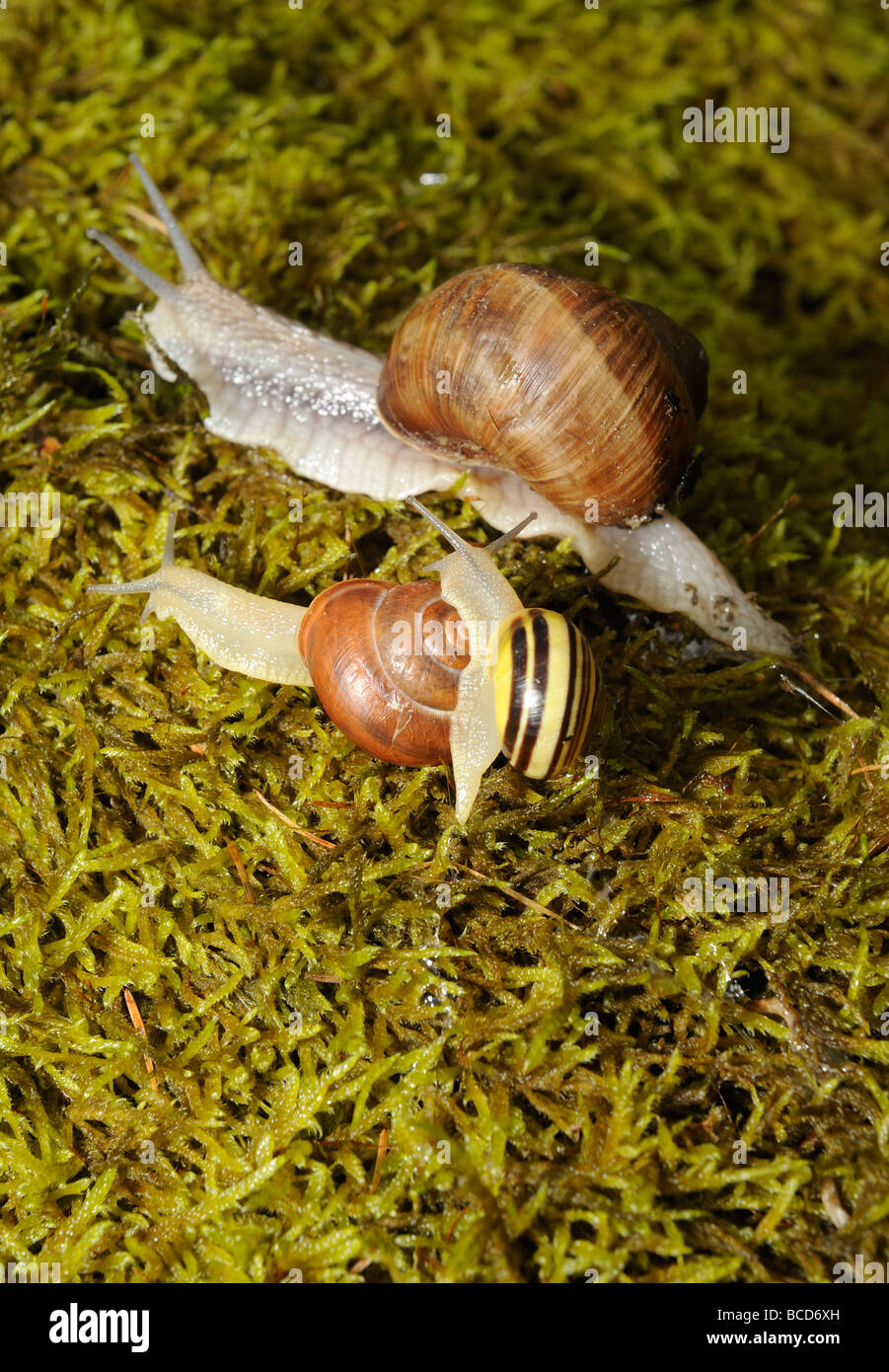 Snail Snails on moss Stock Photo
