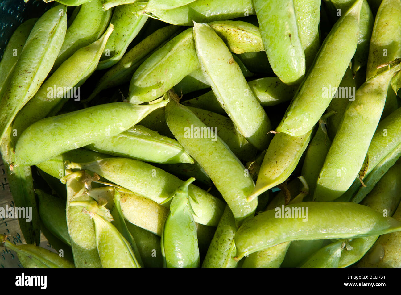 Fresh peas in pods Stock Photo