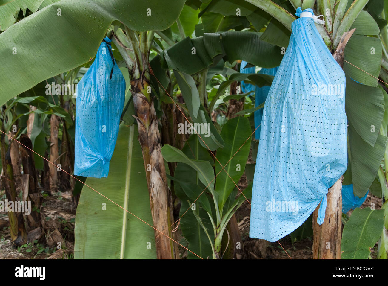 Spraying pesticides costa rica hires stock photography and images Alamy