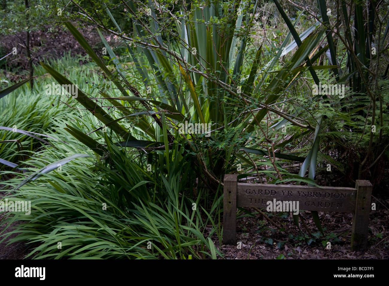 The Ghost Garden Portmeirion, Gwynedd North Wales, UK Stock Photo Alamy
