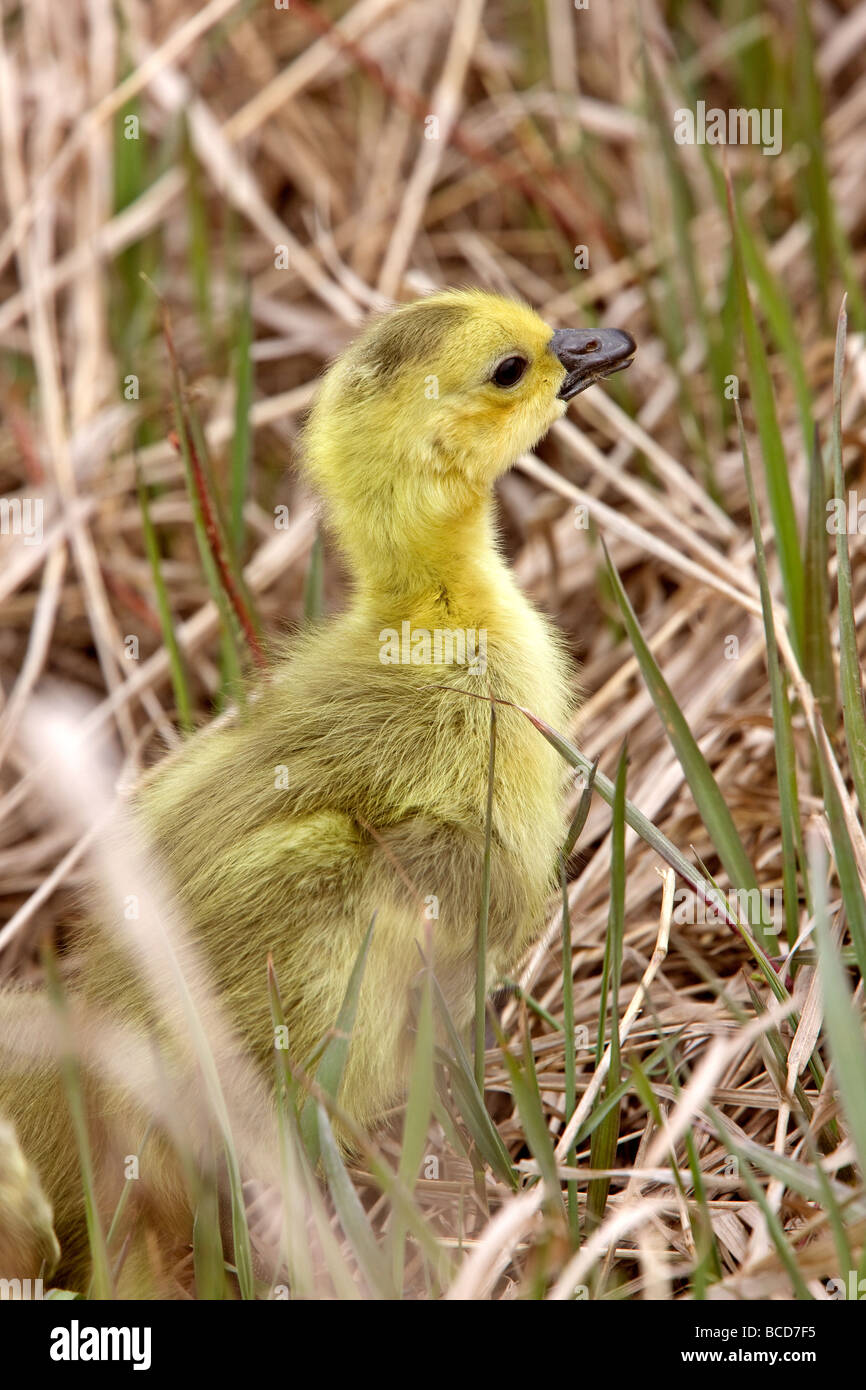 Baby Geese Goslings in Grass Saskatchewan Stock Photo