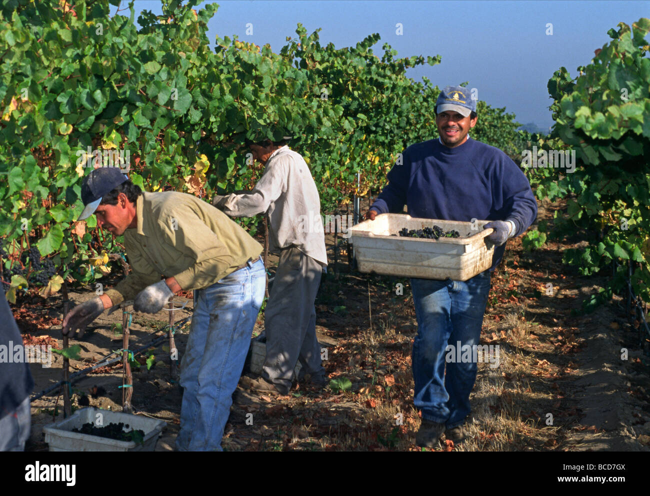 Farm worker drives bins through PINOT NOIR GRAPES picking up freshly picked headed for the crush Stock Photo