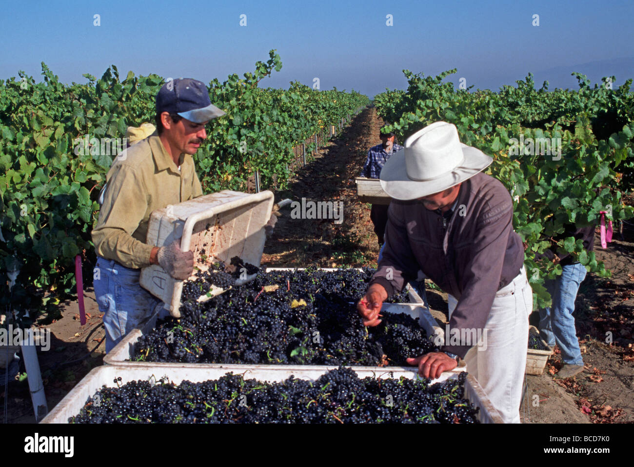 Farm worker drives bins through PINOT NOIR GRAPES picking up freshly picked headed for the crush CALIFORNIA Stock Photo