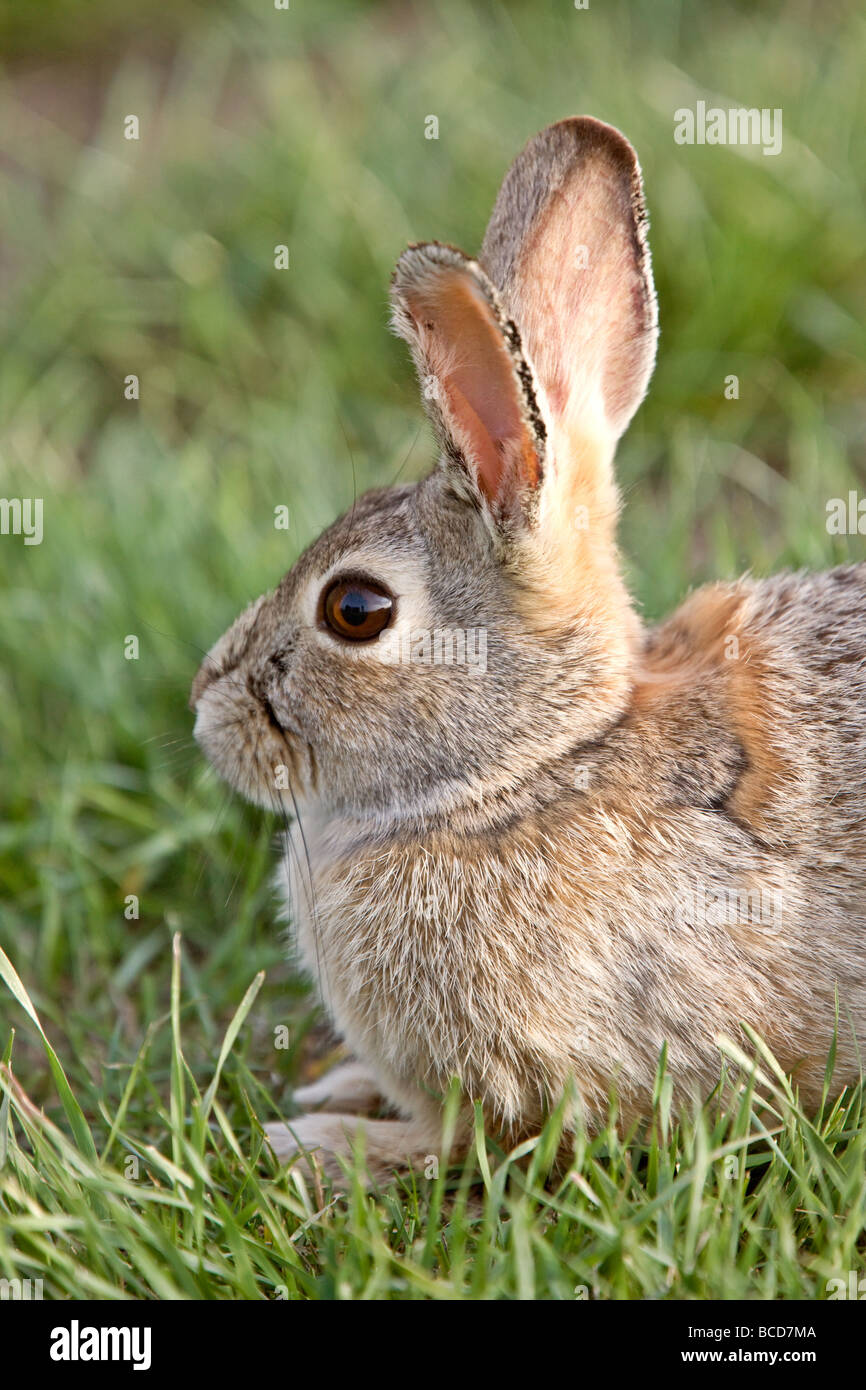 Bush Rabbit Bunny Saskatchewan Canada Stock Photo Alamy