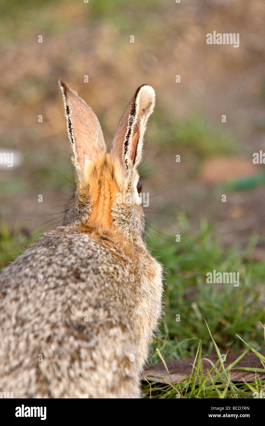 Rabbit bush hires stock photography and images Alamy
