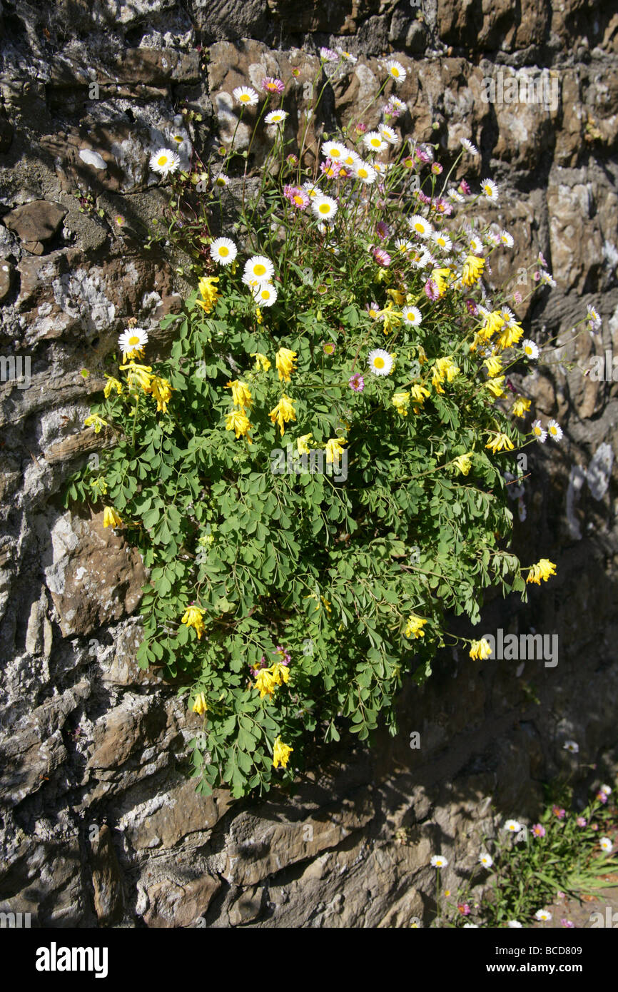 Yellow Corydalis, Corydalis lutea, Fumariaceae and Mexican Fleabane, Erigeron karvinskianus, Asteraceae, Growing on a Stone Wall Stock Photo