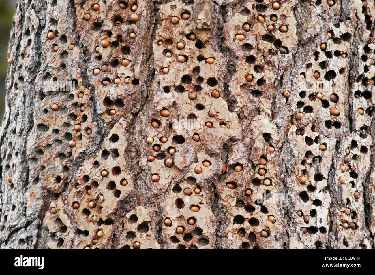Aconr woodpecker storage holes in a tree Stock Photo