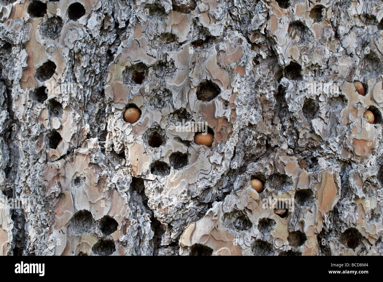 Aconr woodpecker storage holes in a tree Stock Photo