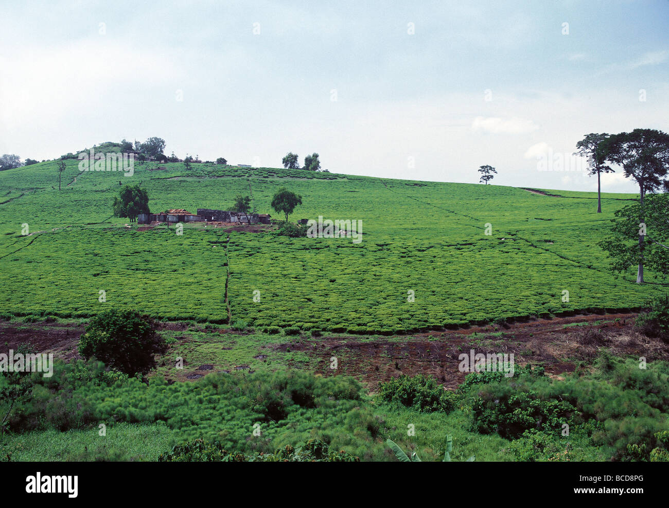 Tea estates at side of Kampala Jinja road Uganda East Africa Stock Photo