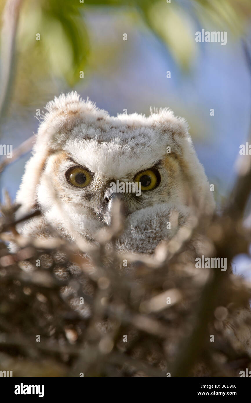 Great Horned Owl Babies Owlets in Nest Stock Photo Alamy