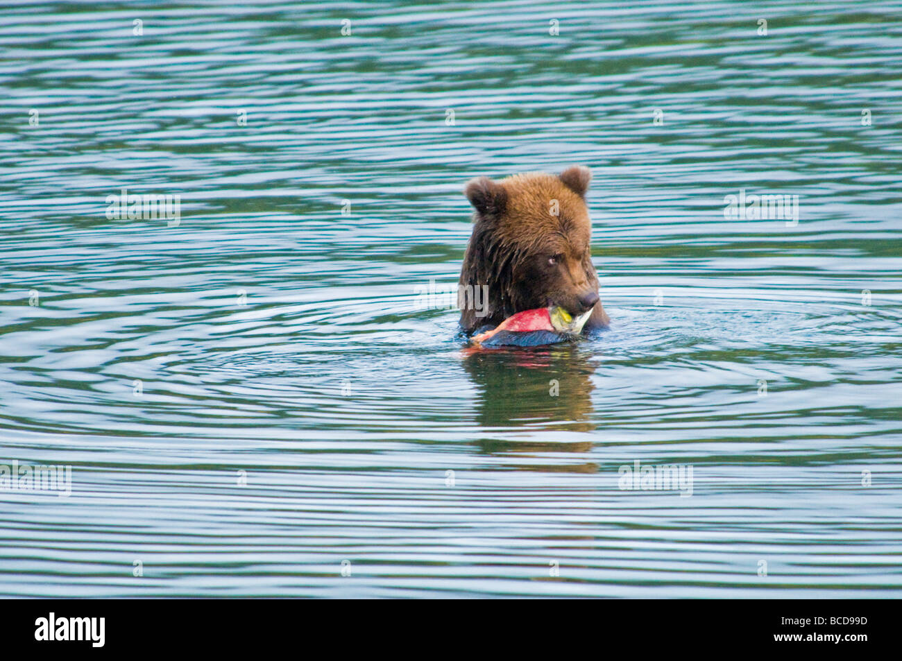 Grizzly Bear eating salmon, Ursus arctos horriblis, Brooks River, Katmai National Park, Alaska, USA Stock Photo