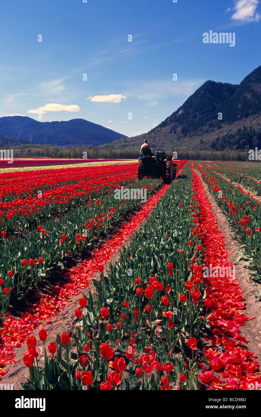 Farmer cutting Tulips in Field for Bulb Growth at Tulip Bulb Farm in