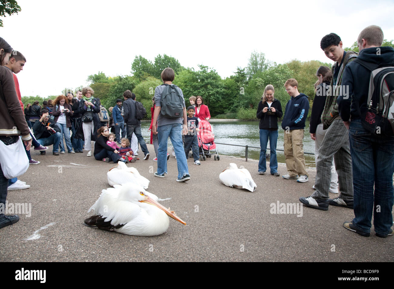 Pelicans in St James's Park, London UK Stock Photo