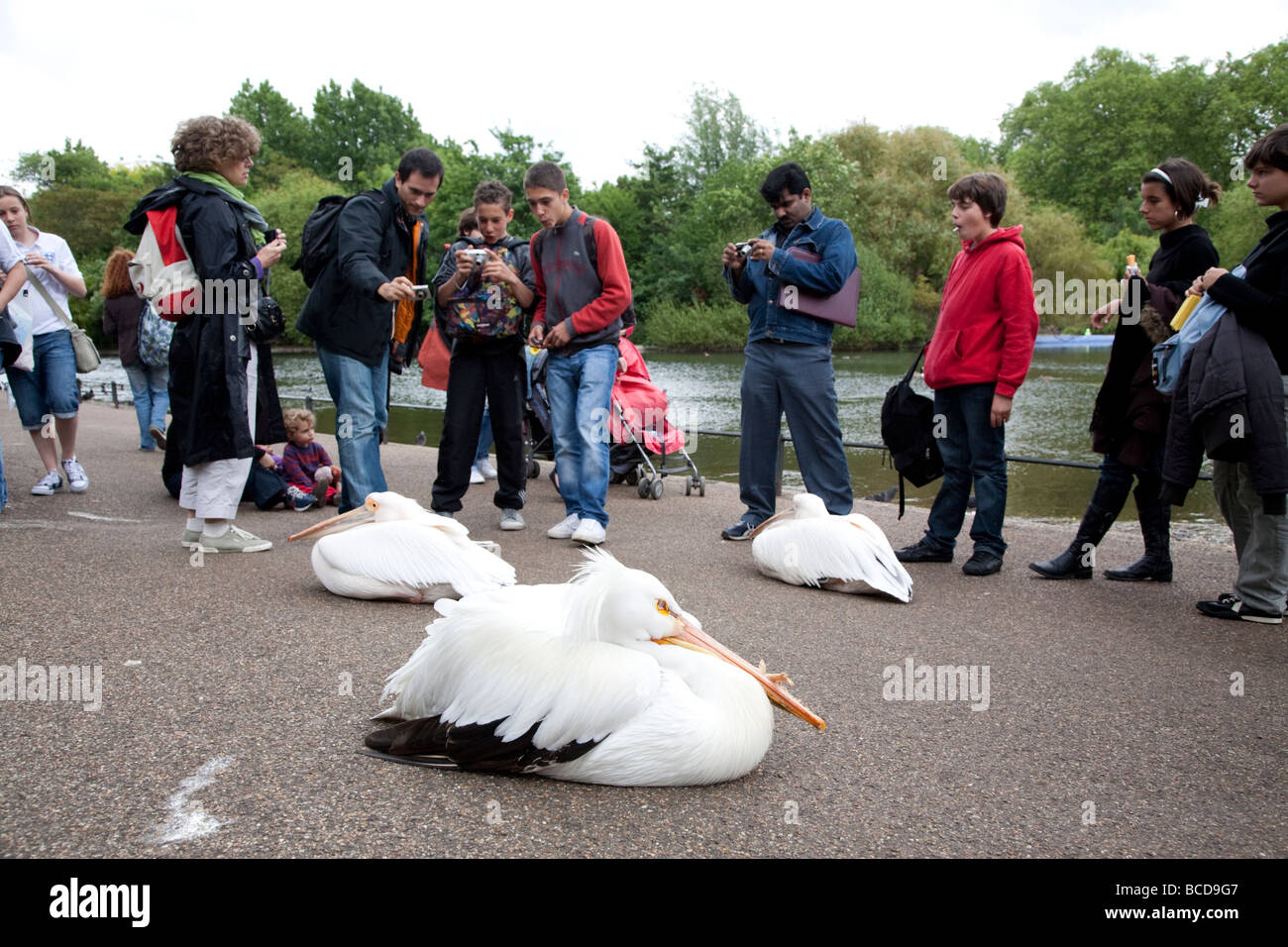 Pelicans in St James's Park, London UK Stock Photo - Alamy
