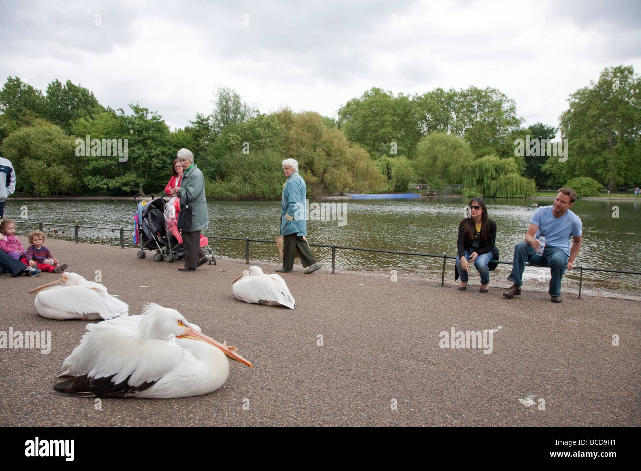 Pelicans in St James's Park, London UK Stock Photo - Alamy