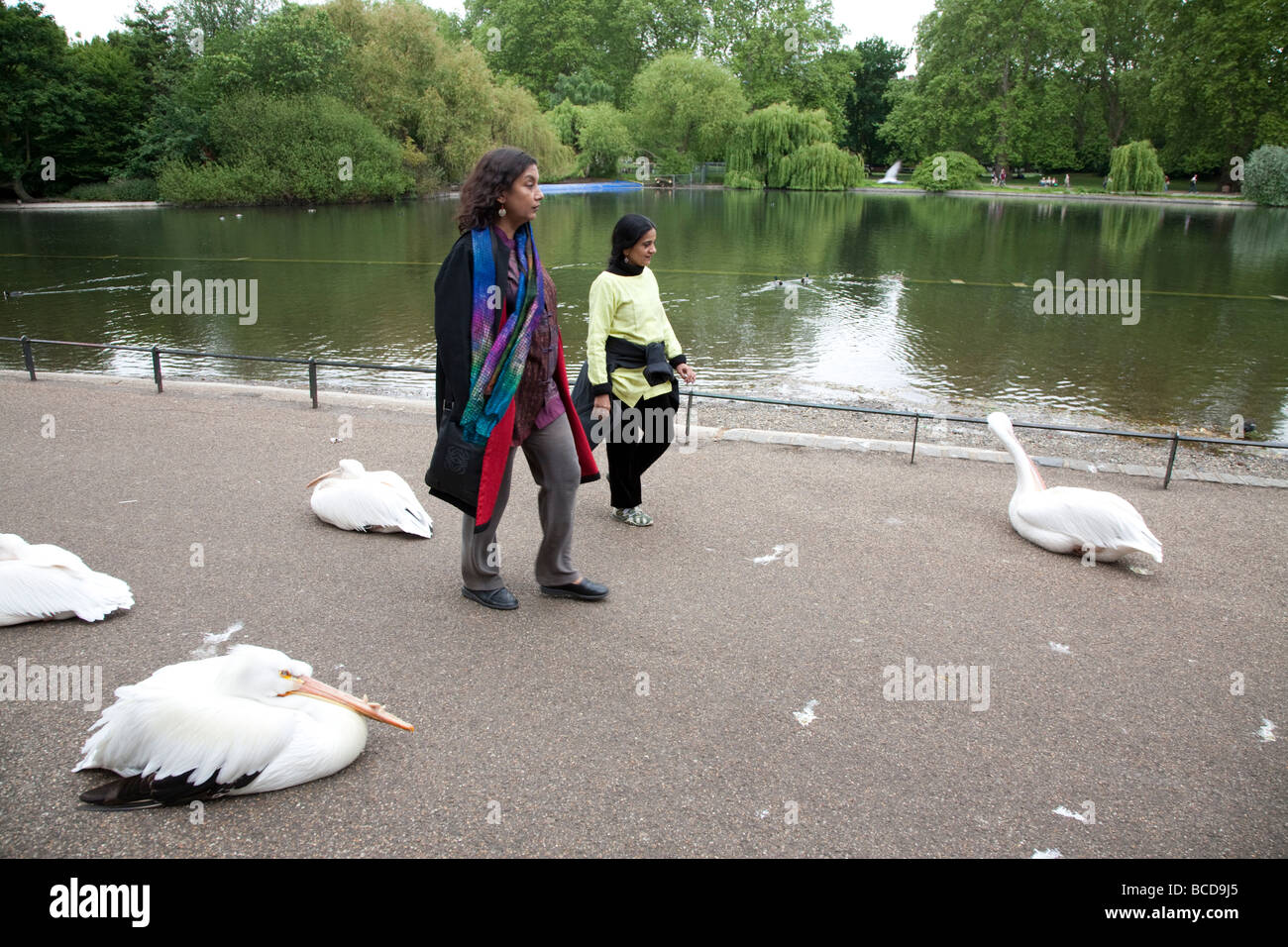 Pelicans in St James's Park, London UK Stock Photo - Alamy