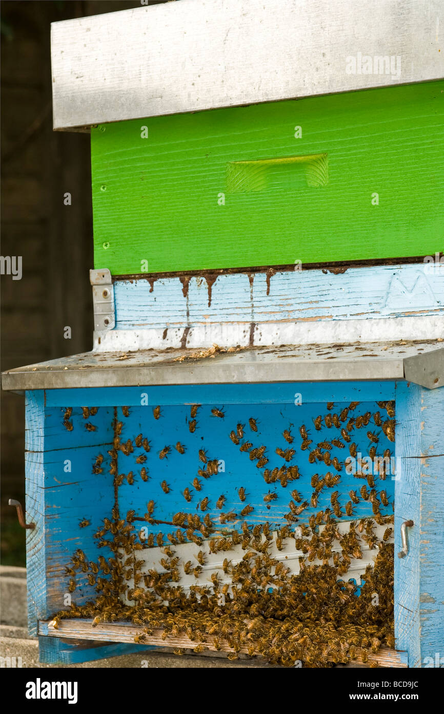 Bees hives hi-res stock photography and images - Alamy