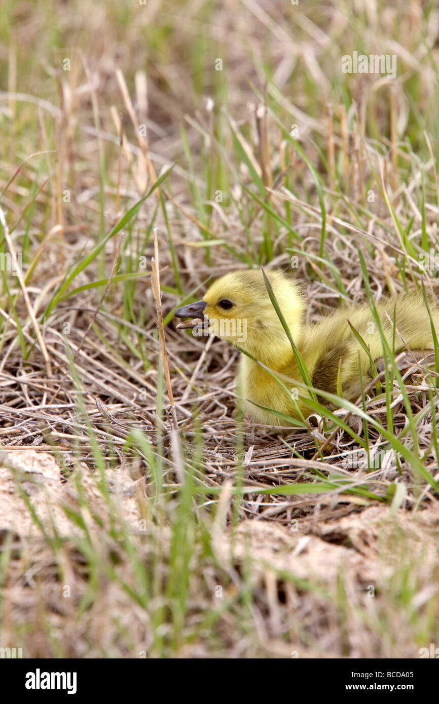 Baby Geese Goslings in Grass Saskatchewan Stock Photo