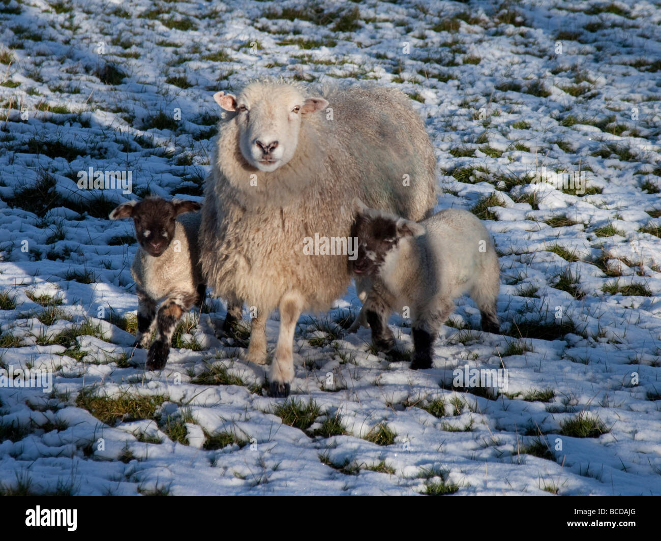 Sheep with baby lambs on cold snowy morning in winter Stock Photo