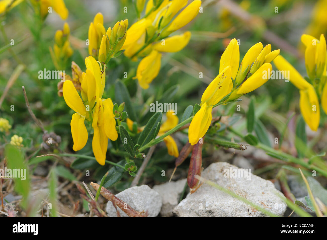 Dyer's greenweed (Genista tinctoria) Stock Photo
