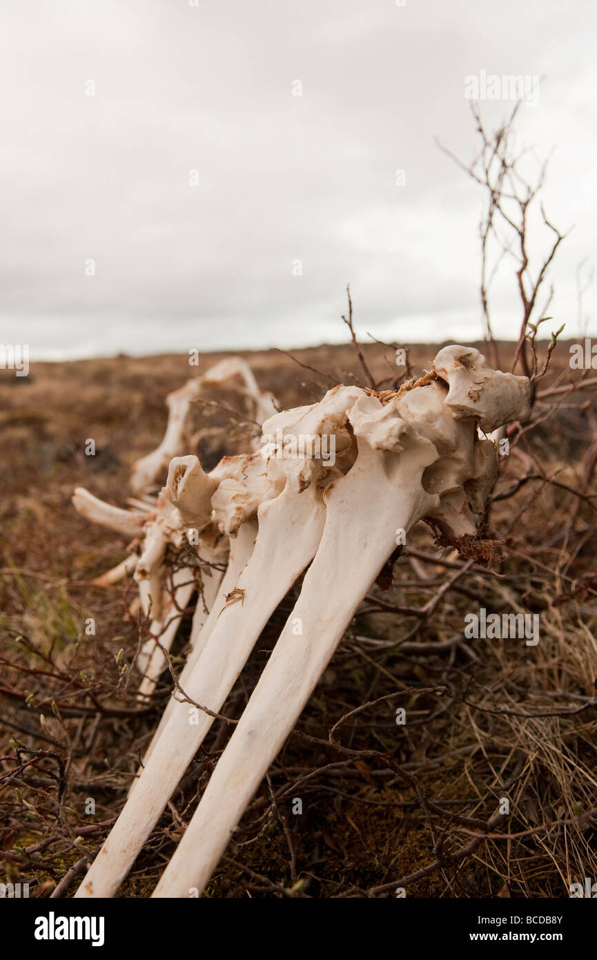 THE SKELETAL REMAINS OF A MUSKOX ON THE ALASKAN TUNDRA Stock Photo - Alamy