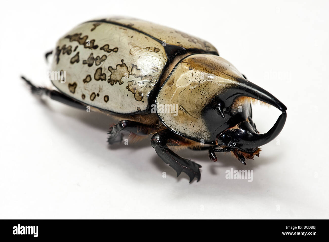 hercules rhinoceros beetle price hercules rhinoceros beetle price