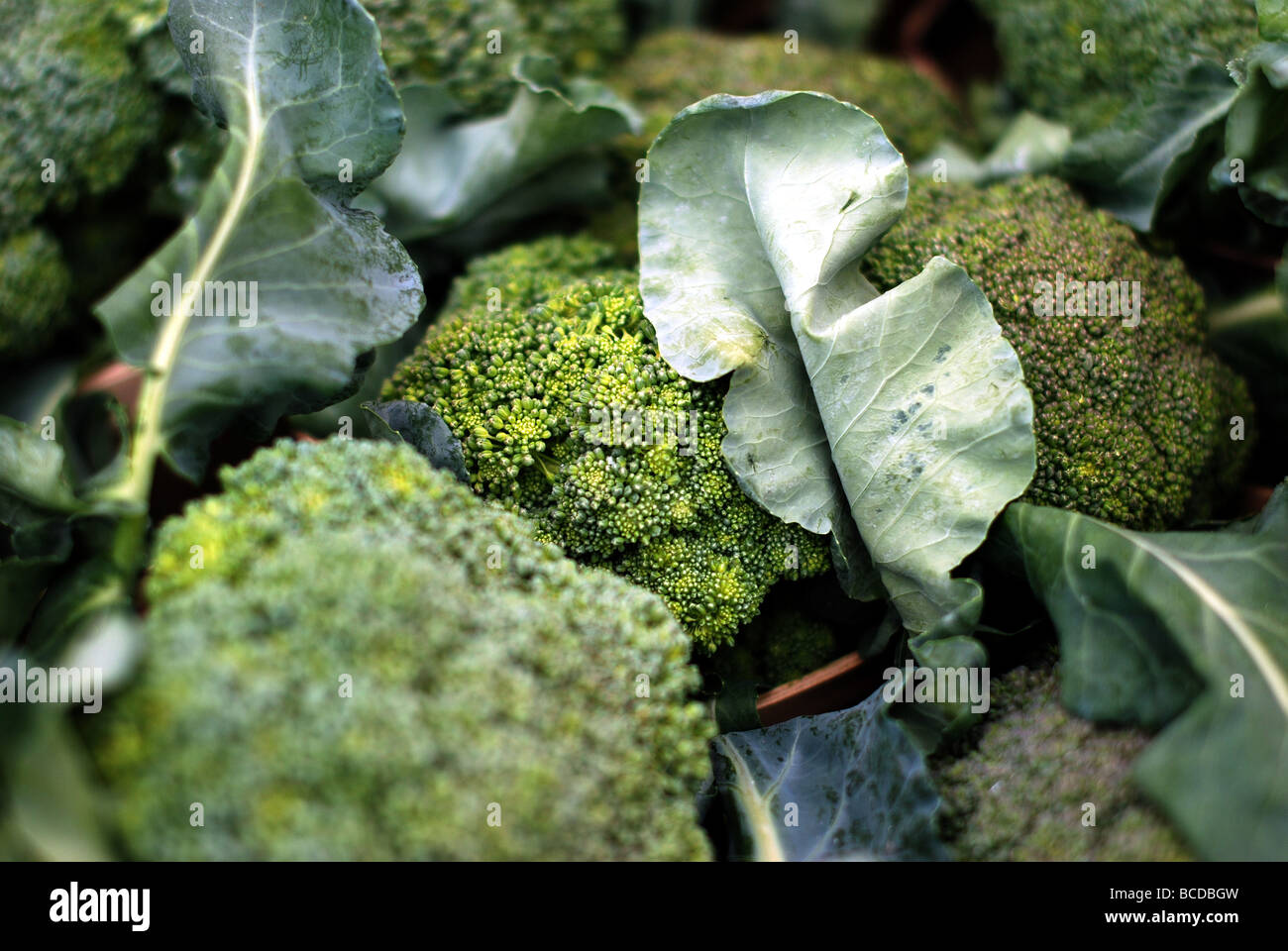 Colorful fruits and vegetables at the Evanston Farmers' Market. Green broccoli Stock Photo