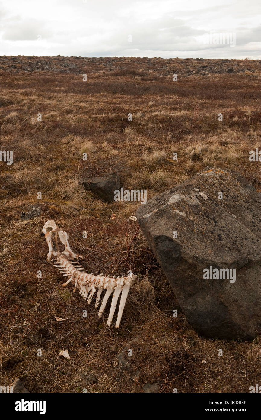 THE SKELETAL REMAINS OF A MUSKOX ON THE ALASKAN TUNDRA Stock Photo - Alamy